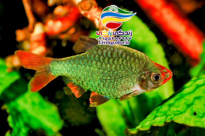 گرین بارب آب شیرین