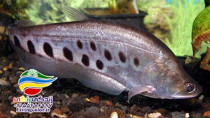 ماهی نایف آب شیرین