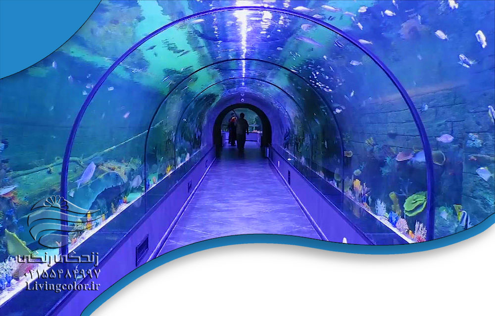 آکواریوم-غول-پیکر-زندگی-رنگی